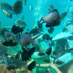 Khách Việt đội mũ nặng 35kg, đi bộ dưới biển ở Malaysia