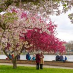 Anh đào, mộc lan khoe sắc khắp miền Đông nước Đức