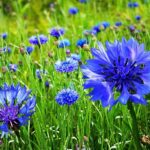 Trúc Mai Xanh – Quốc hoa của nước Đức: Biểu Tượng Cho Lòng Nhiệt Huyết Và Sự May Mắn